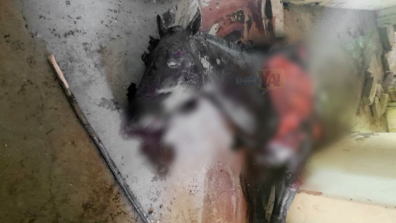 Descuartizaron un caballo: acusan a un hombre de matarlo para vender su carne