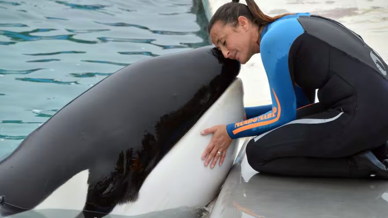 San Clemente del Tuyú: murió Kshamenk, la orca que vivía en Mundo Marino