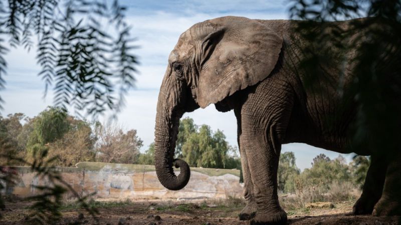 Tristeza: Murió Kenya, la elefanta de Mendoza que fue trasladada a Brasil