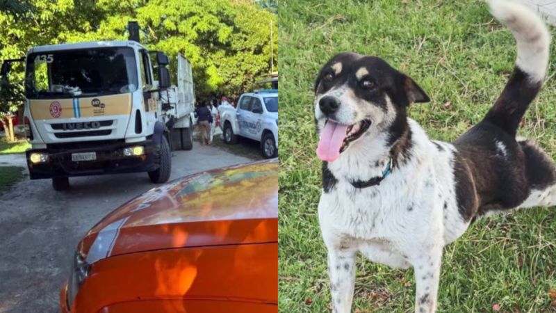 Una mujer envenenó a sus 28 mascotas, luego lo ingirió ella y murió