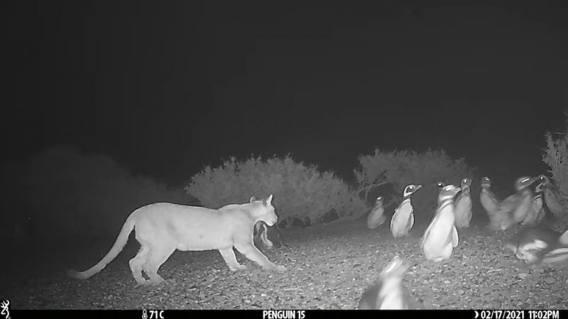 Por qué se tilda de "exito" que los pumas comenzaron a cazar pingüinos