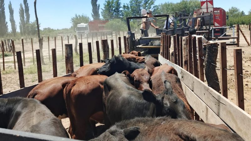 La Policía Rural secuestró 96 vacas que trasladaban en forma clandestina