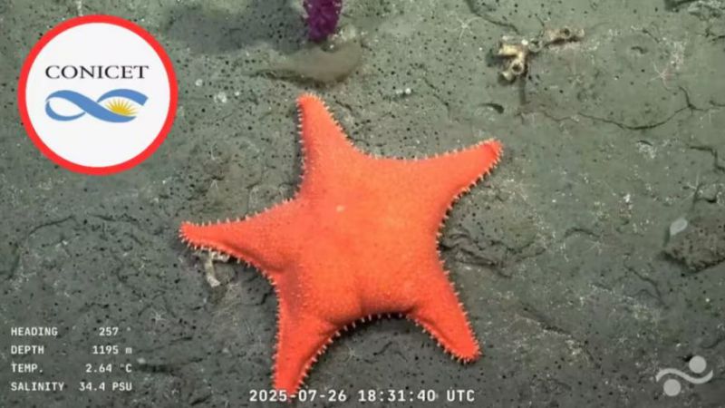 Hallazgo científico y humor en vivo: apareció una nueva "estrella culona"