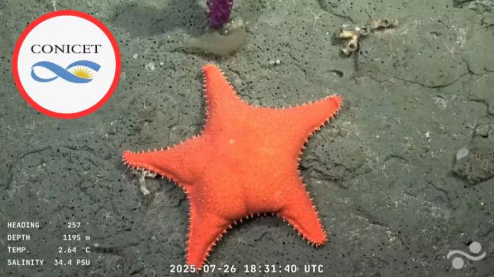 Hallazgo científico y humor en vivo: apareció una nueva "estrella culona"