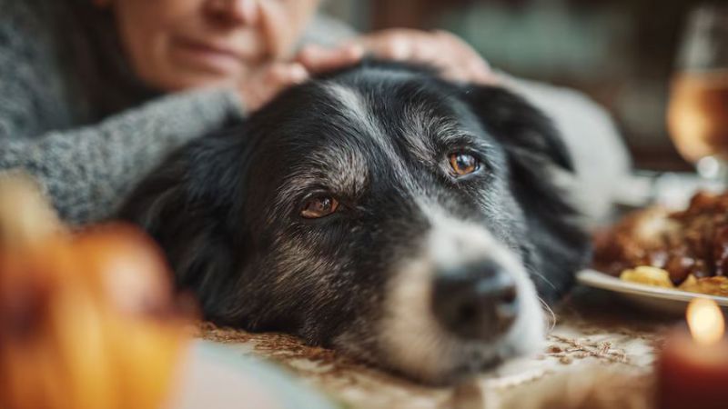 La demencia canina afecta a más del 60% de los perros mayores