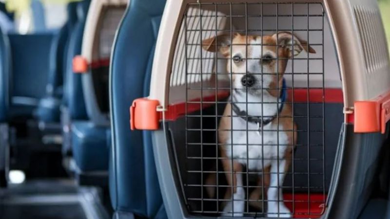 Autorizan a llevar mascotas junto a los pasajeros en micros de larga distancia