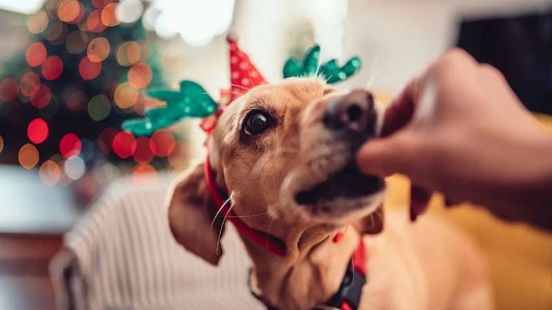 El doc perruno explica cómo cuidar a las mascotas de los excesos navideños