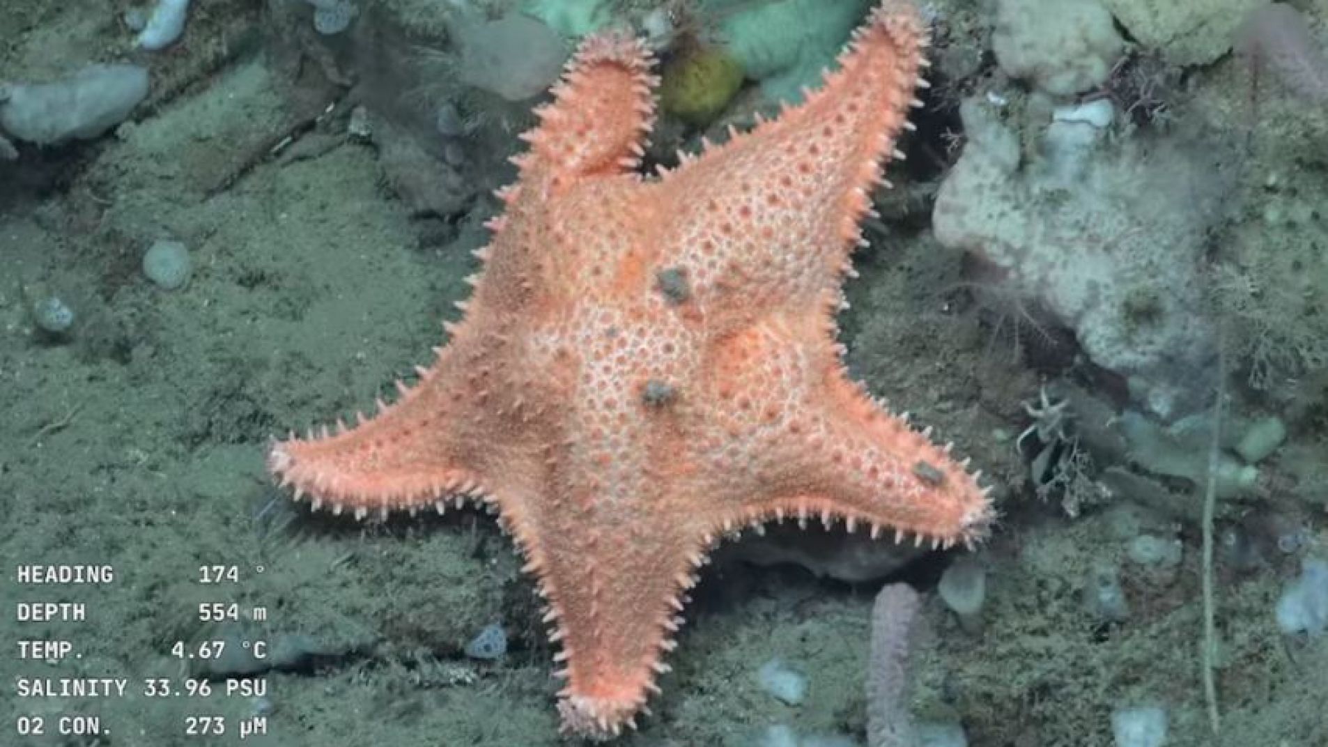 Finalizó "Vida en los extremos": los hitos de la expedición en el Mar Argentino