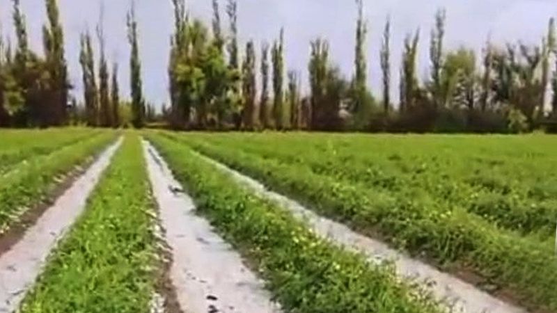 La DCC habilitó la toma denuncias por daños de la tormenta de este martes