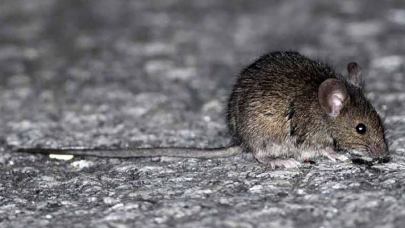 Una niña de 10 años murió por hantavirus en la provincia de Buenos Aires