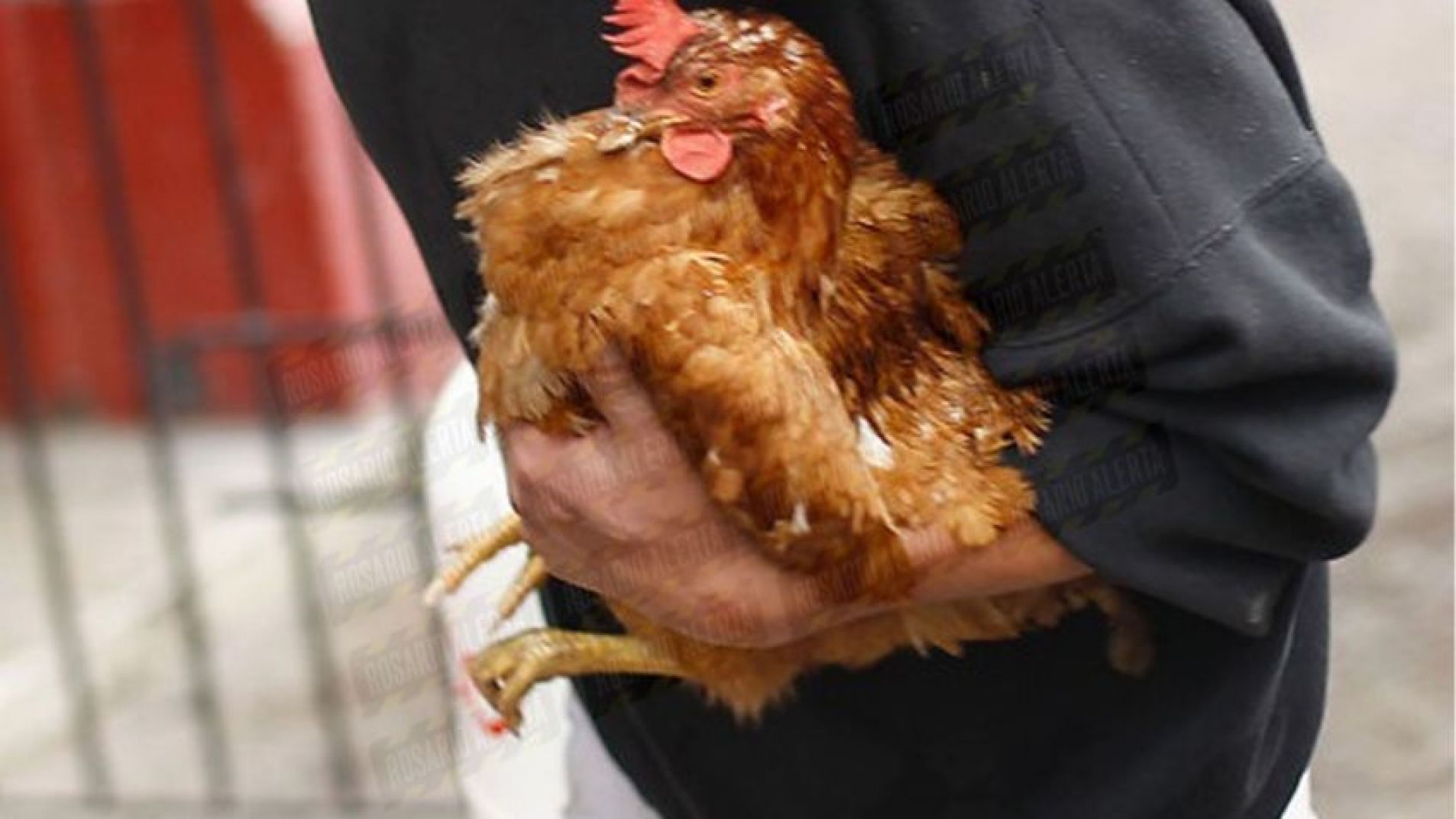 Atraparon a un ladronzuelo de 14 años robando gallinas