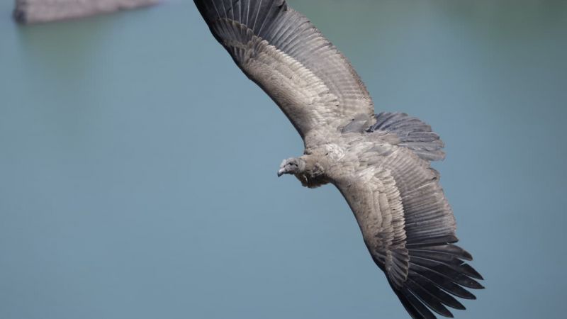 Actualizaron el listado de especies protegidas en la provincia