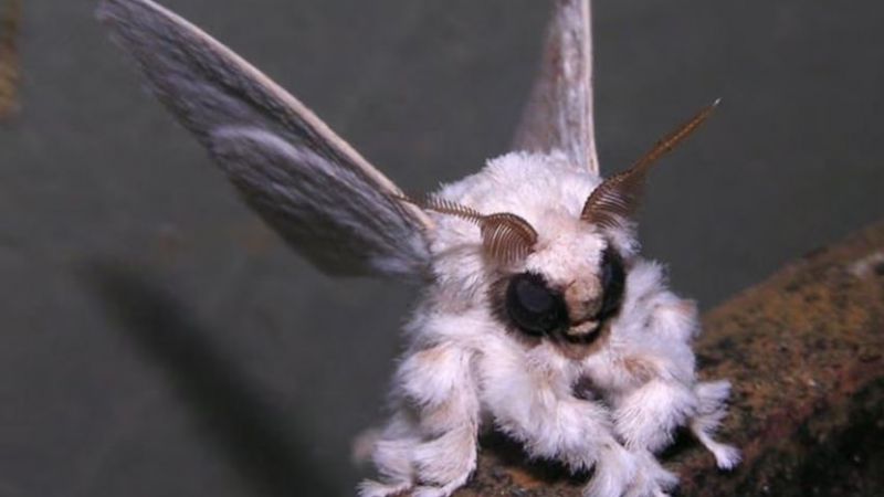 Cientificos asombrados por la aparición de una "polilla caniche"