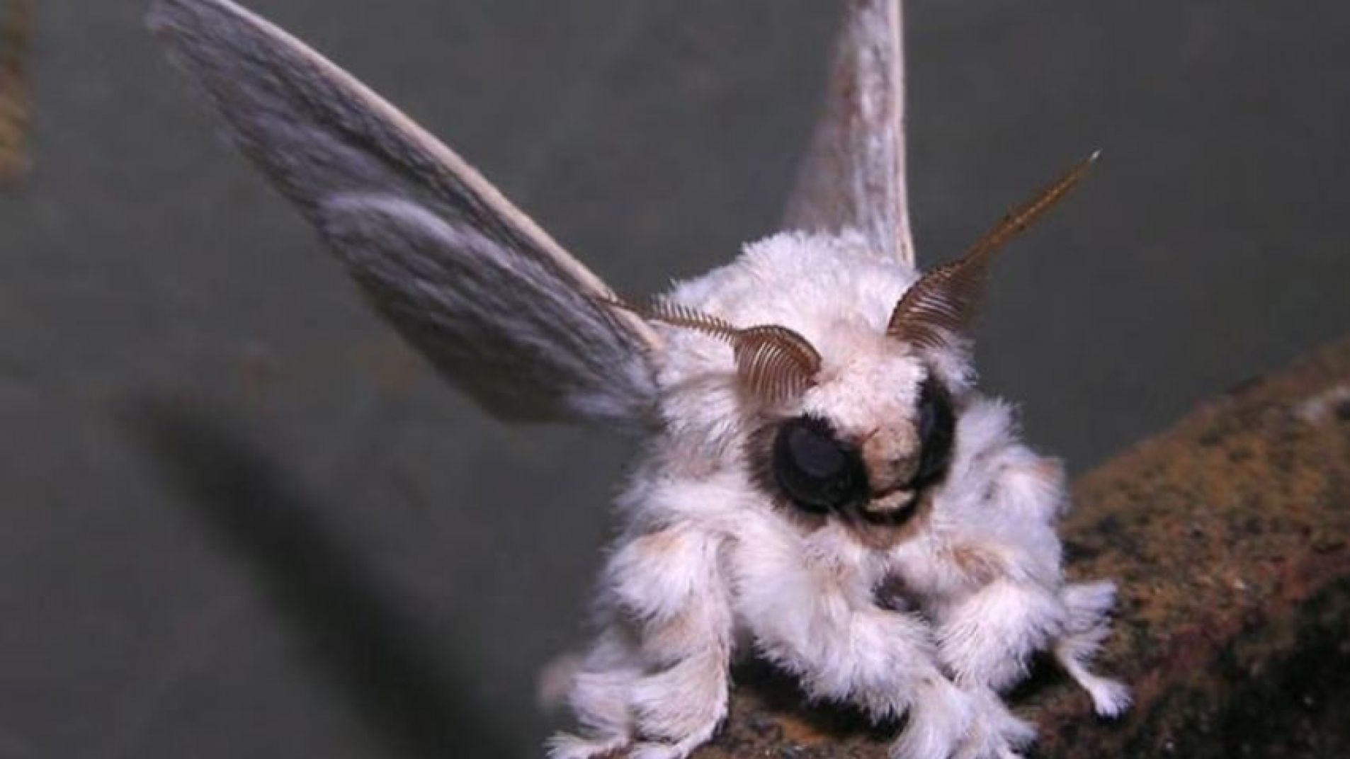 Cientificos asombrados por la aparición de una "polilla caniche"