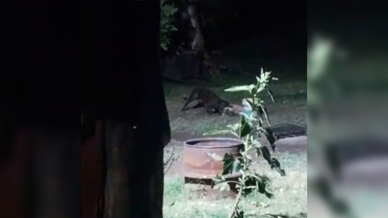 Brutal ataque de un pitbull: mordió a otro perro hasta matarlo