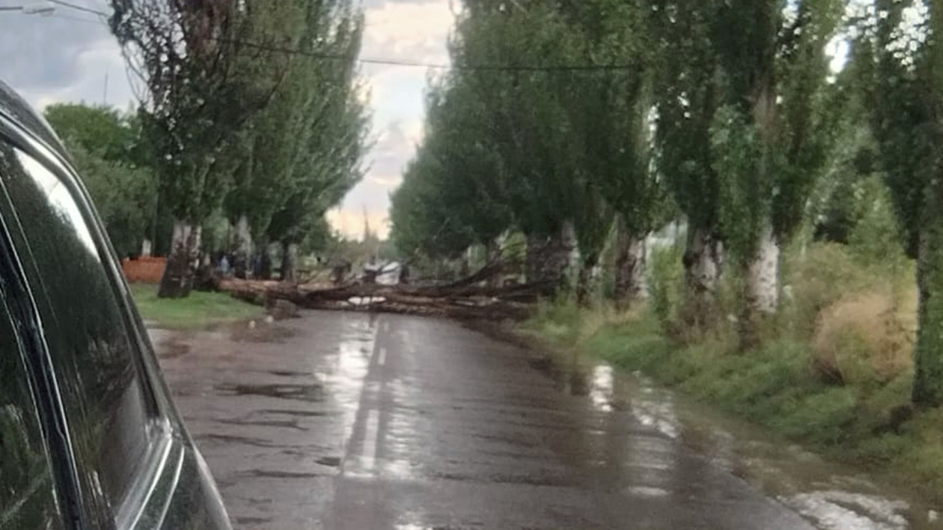 Diez árboles caídos y calles anegadas fue el saldo de la tormenta