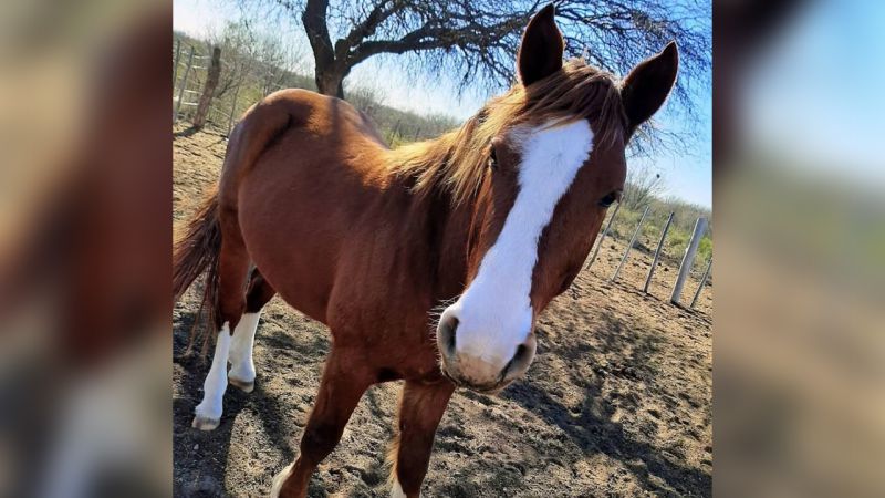 Denunciaron que les mataron el caballo y lo faenaron: sucedió en La Llave Nueva