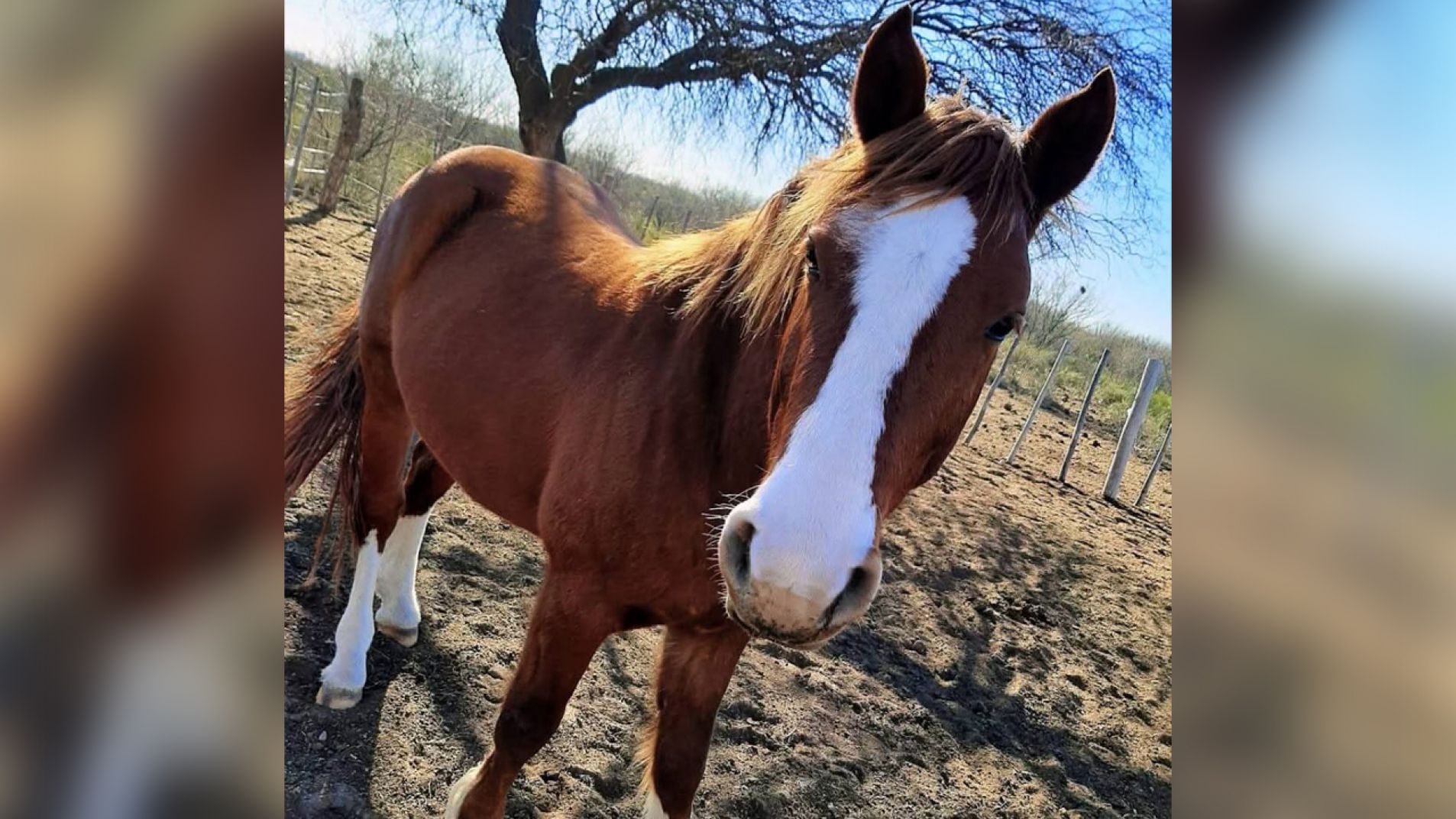 Denunciaron que les mataron el caballo y lo faenaron: sucedió en La Llave Nueva