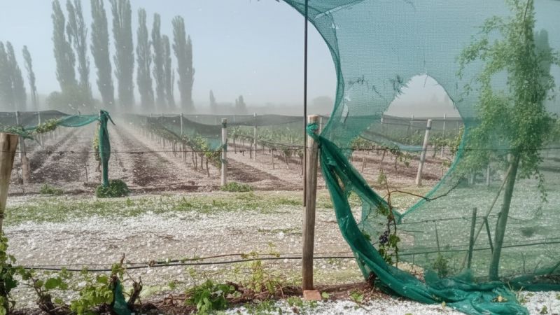 La emergencia agropecuaria incluye a San Rafael y Alvear