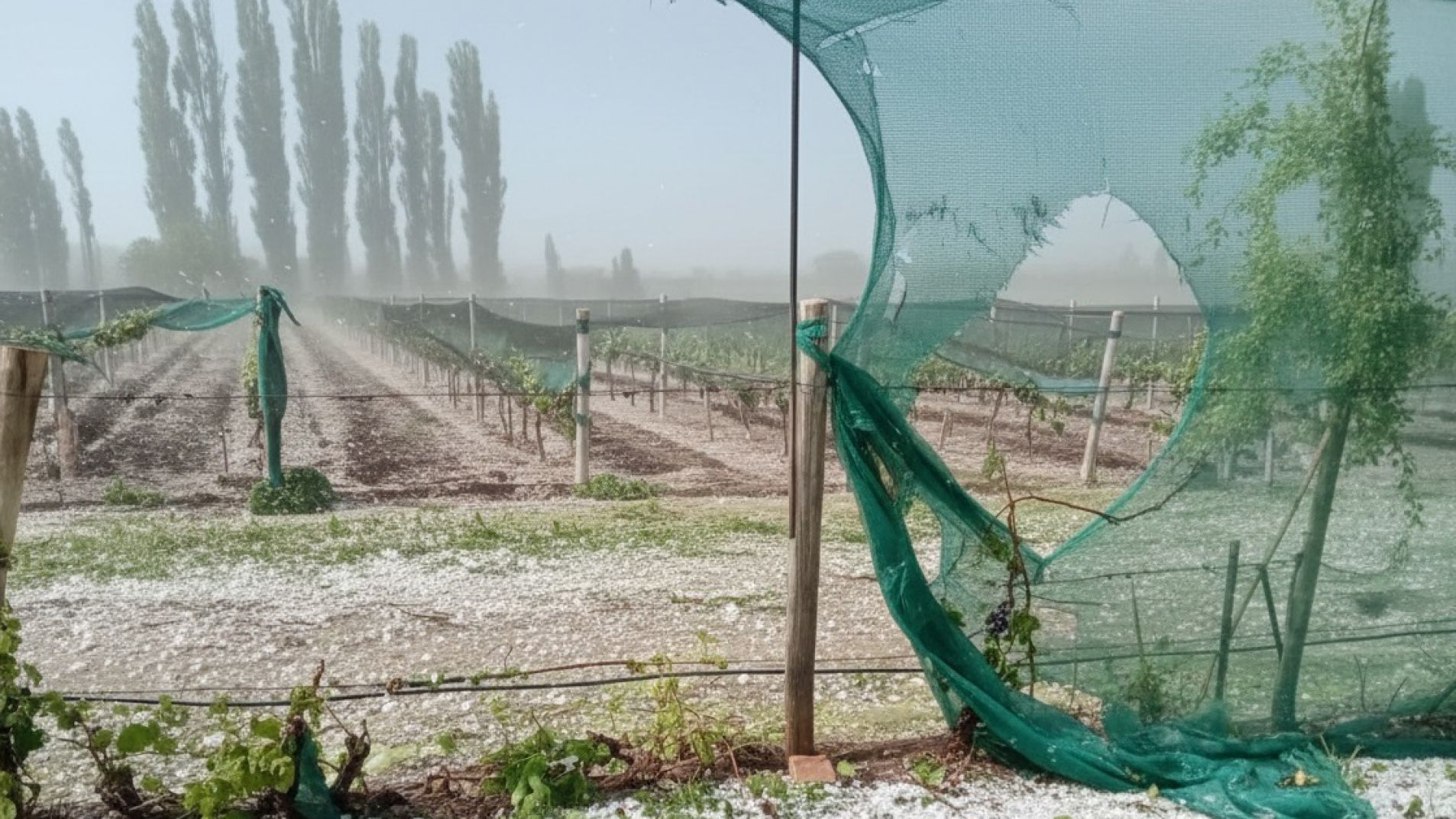 La emergencia agropecuaria incluye a San Rafael y Alvear