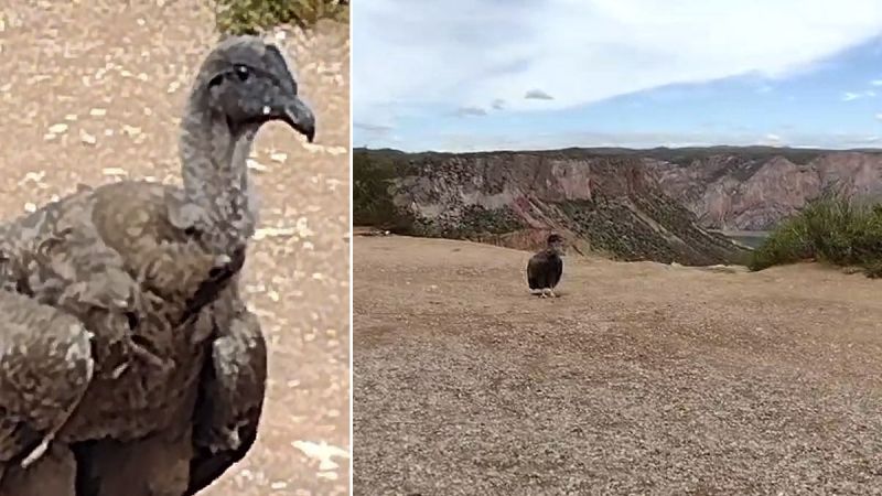 La emoción de estar a pocos metros de un cóndor en Valle Grande (Video)