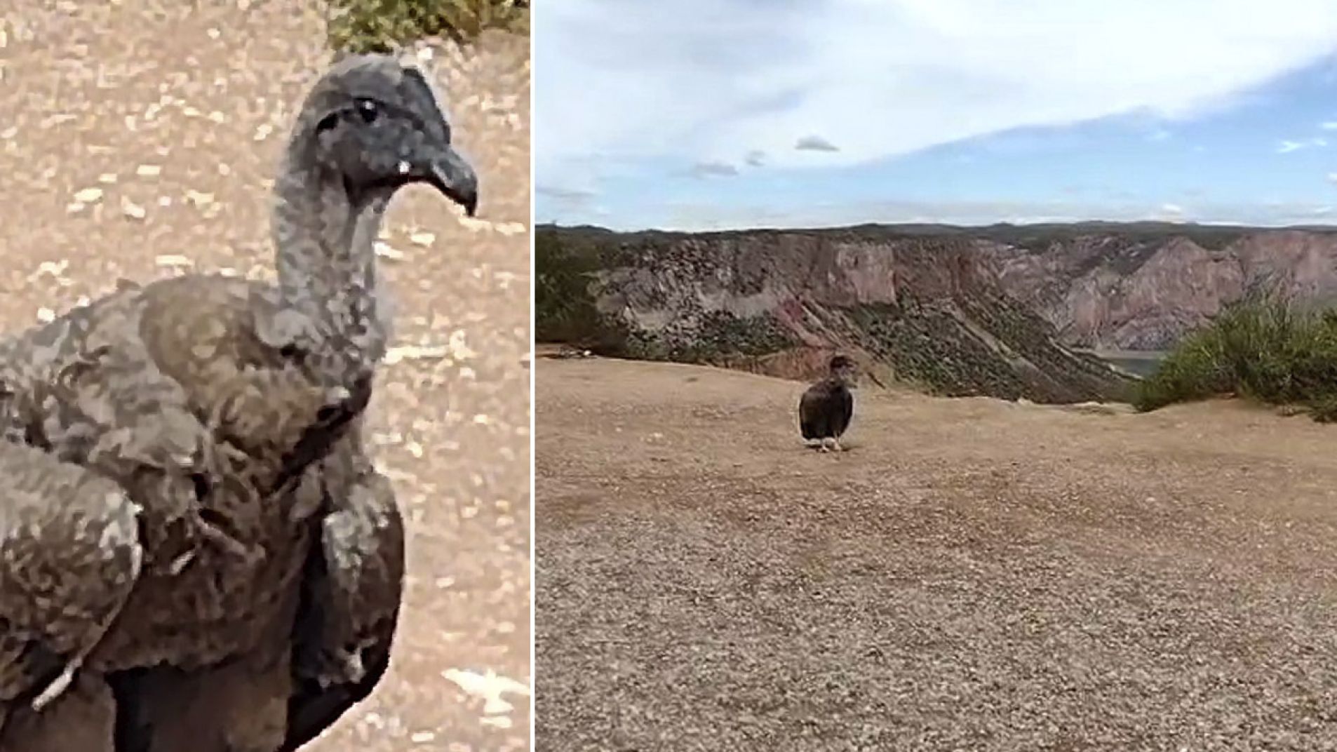 La emoción de estar a pocos metros de un cóndor en Valle Grande (Video)