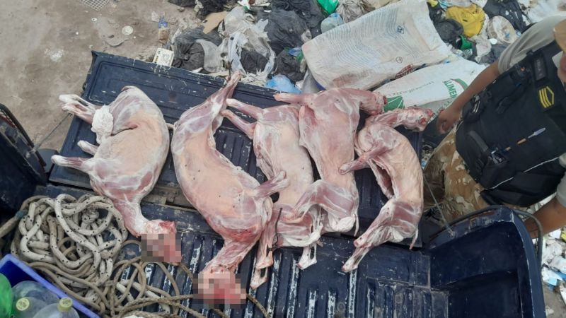 Decomisaron chivos que eran transportados en forma clandestina