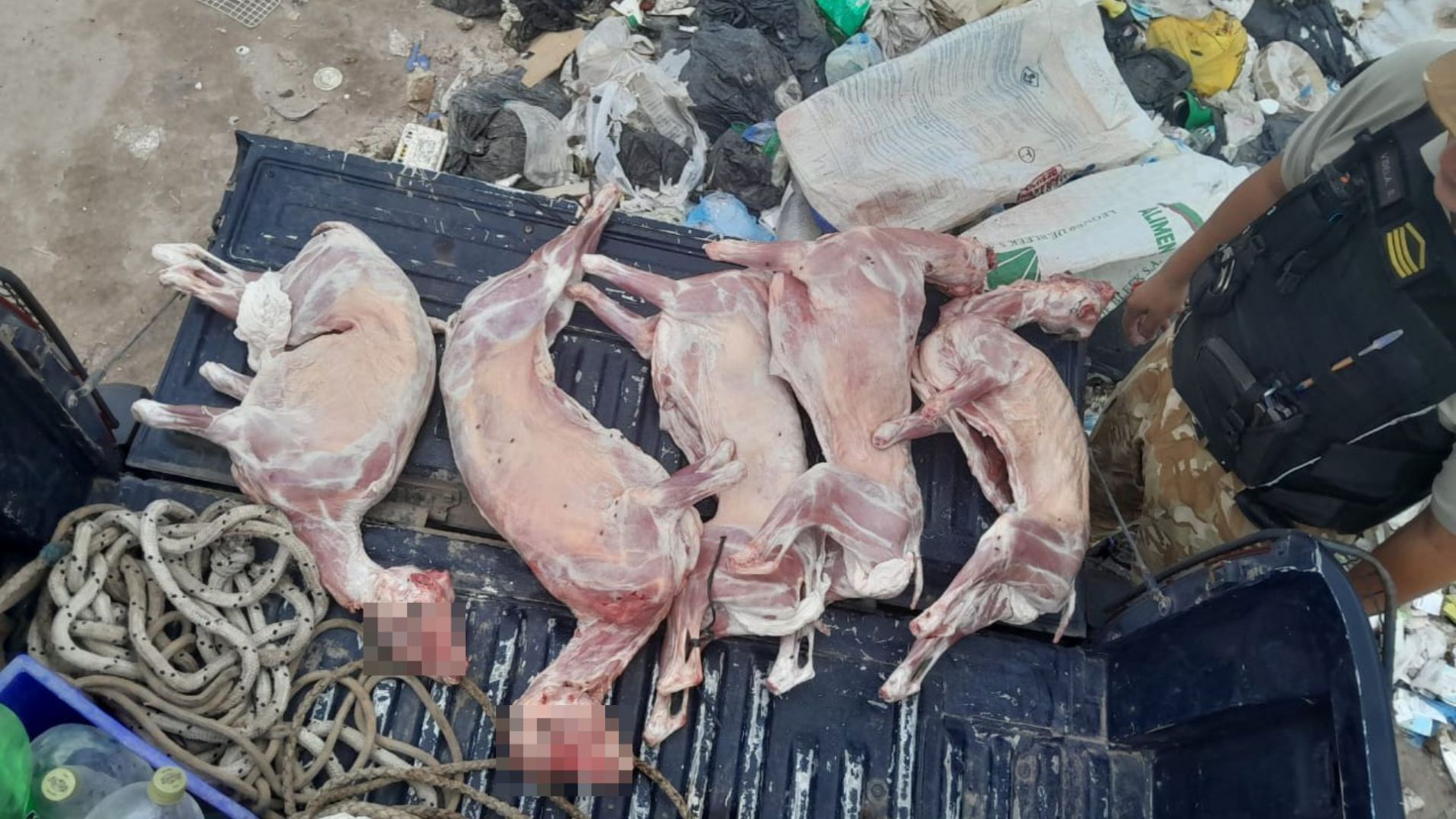 Decomisaron chivos que eran transportados en forma clandestina