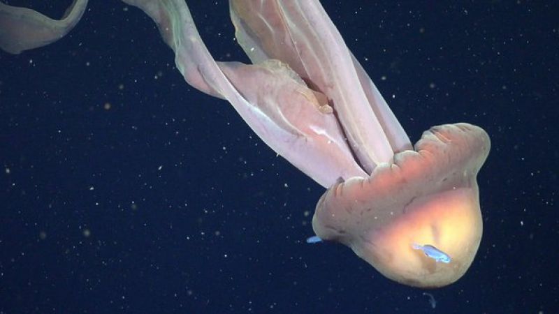 Video: El Conicet grabó una medusa gigante del largo de un colectivo