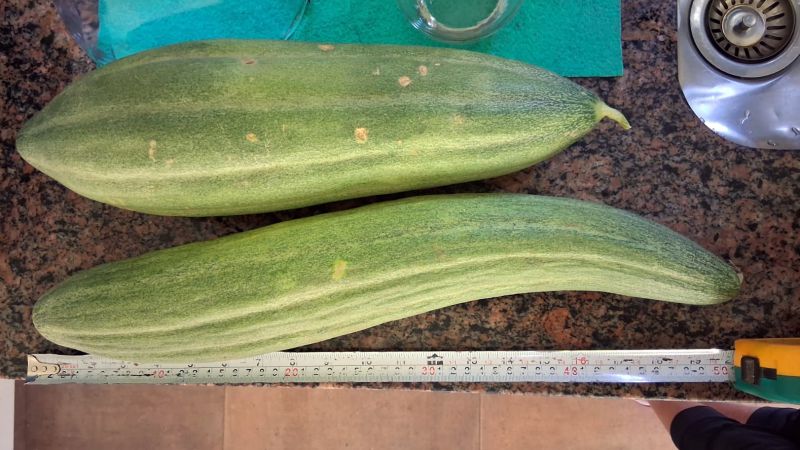 En Las Paredes han cosechado "súper pepinos"