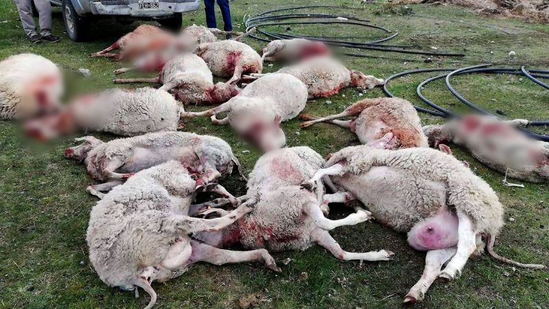 Perros salvajes mataron más de 100 corderos en Tierra del Fuego