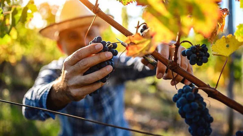 Críticas por la ausencia del gobierno en la política vitivinícola