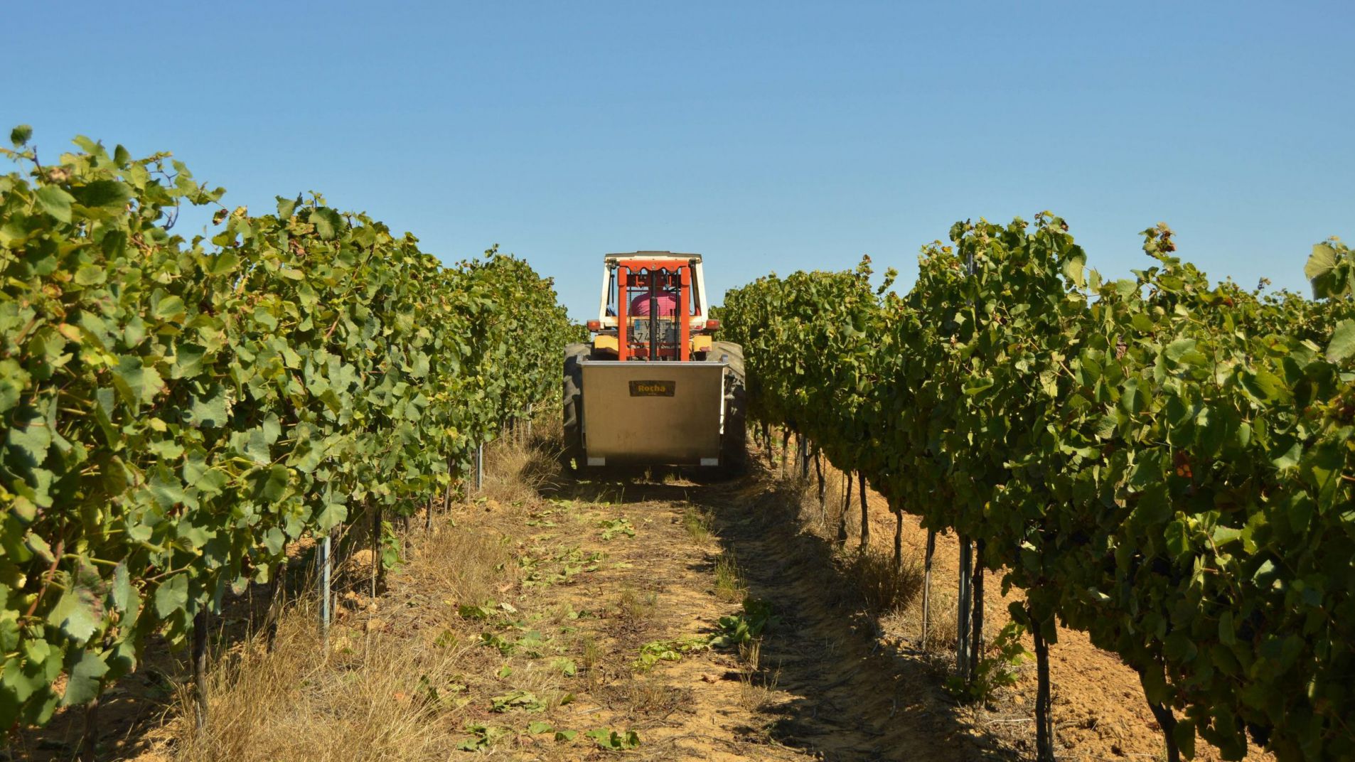 Impulsan una nueva línea de financiamiento para cosecha y acarreo