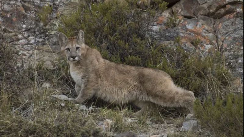 Hallaron muerto a un minero y sospechan que lo atacó un puma