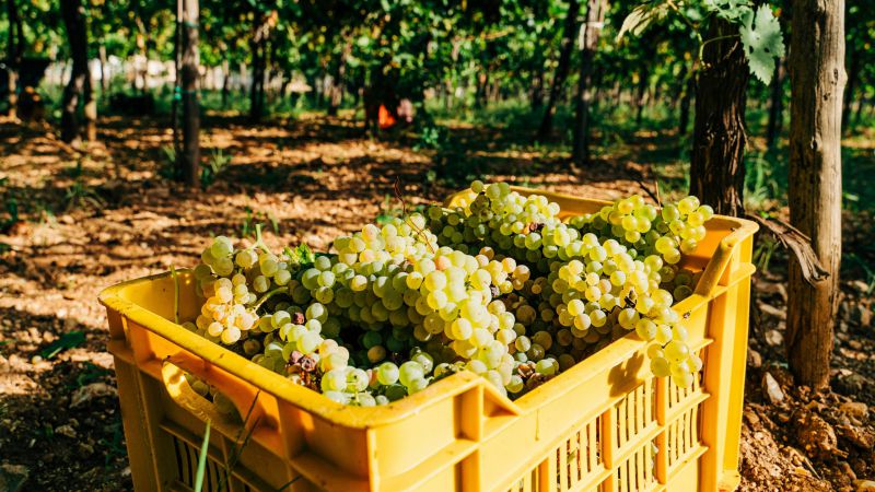 Banco Nación: créditos para cosecha y acarreo de uva y gastos de elaboración