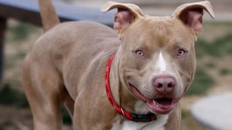 Imputaron a dos hermanos por matar a puñaladas a un pitbull en El Bolsón