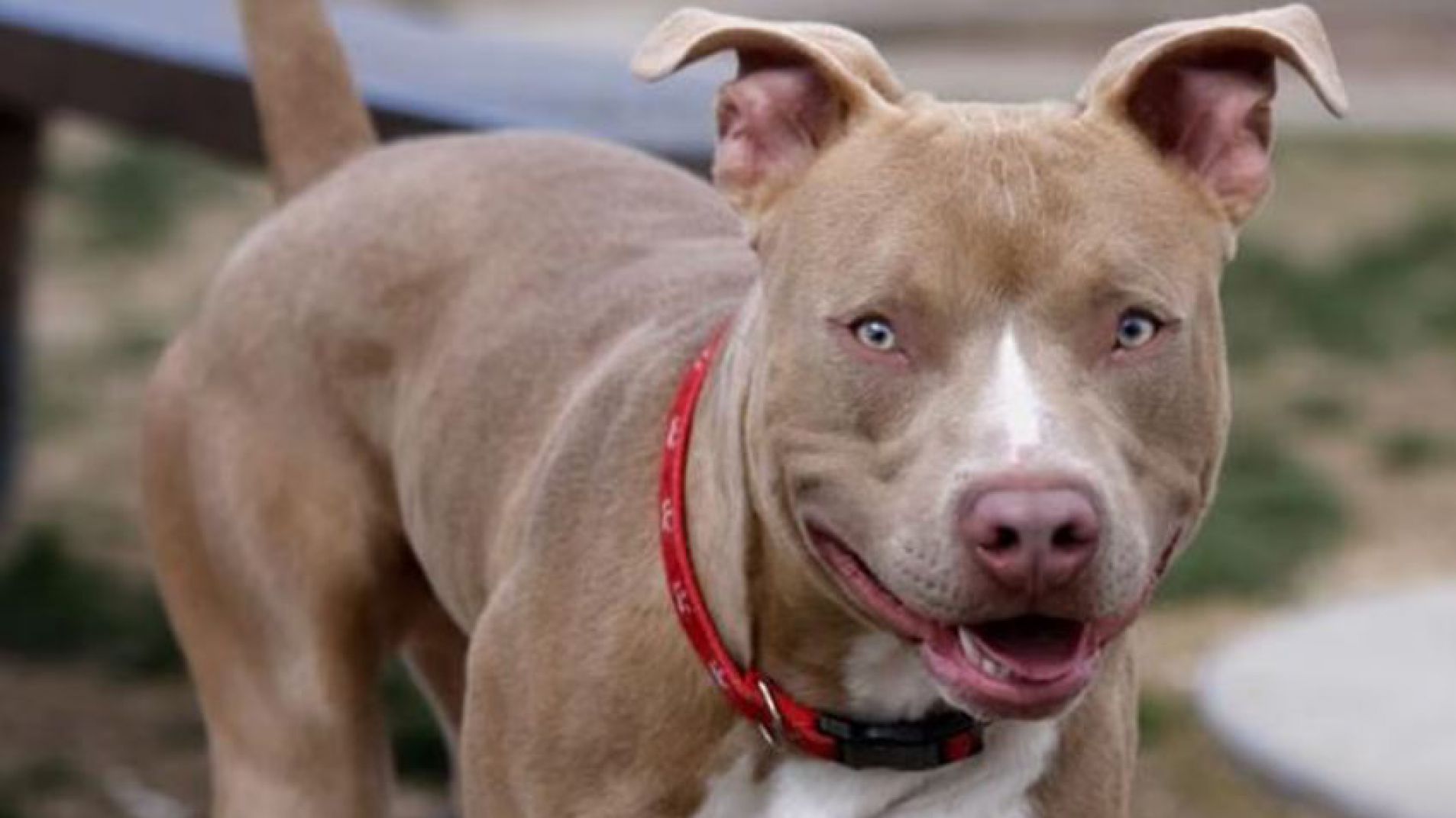 Imputaron a dos hermanos por matar a puñaladas a un pitbull en El Bolsón