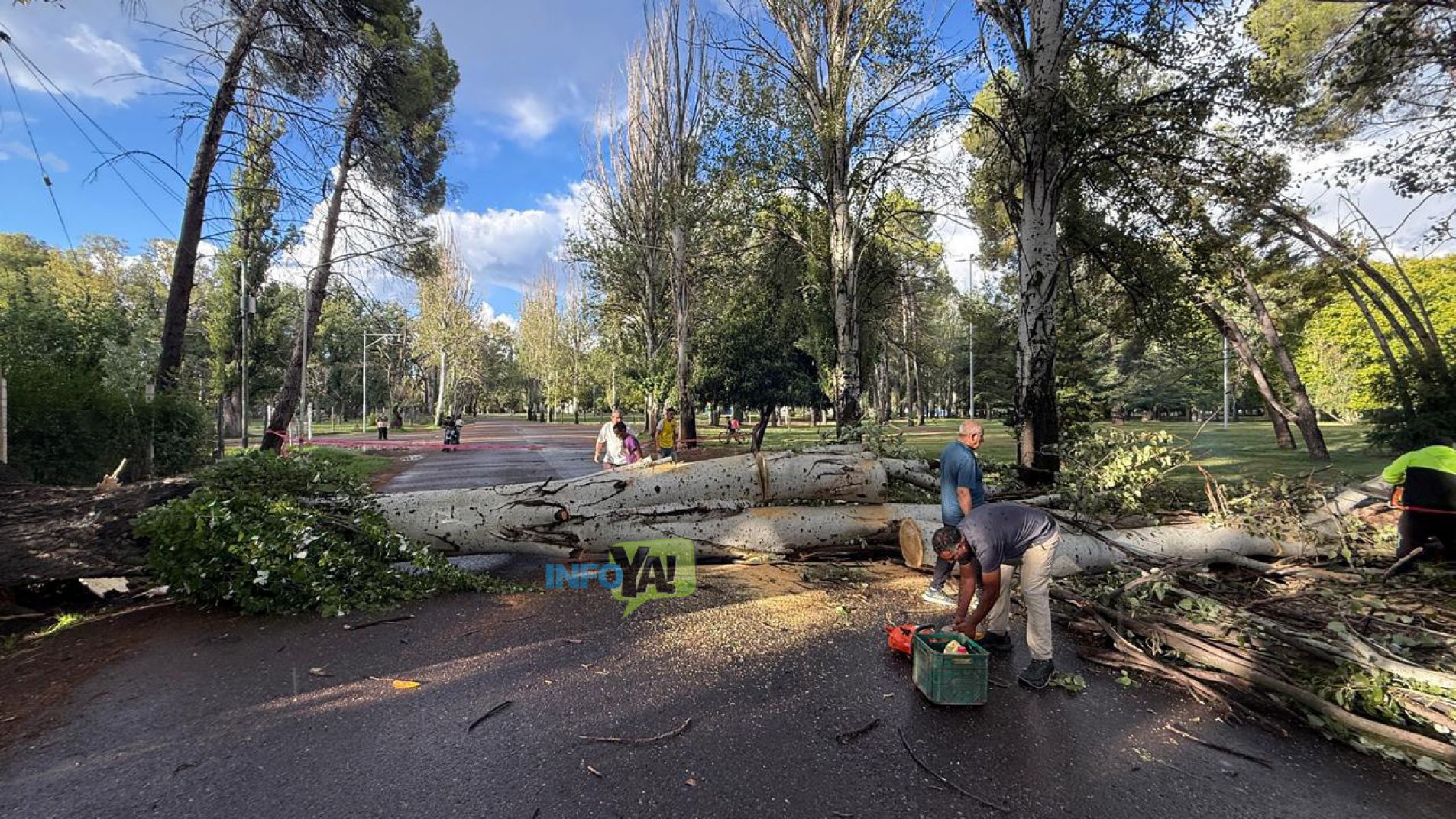 Video: Se cayó un árbol en el interior del parque Yrigoyen