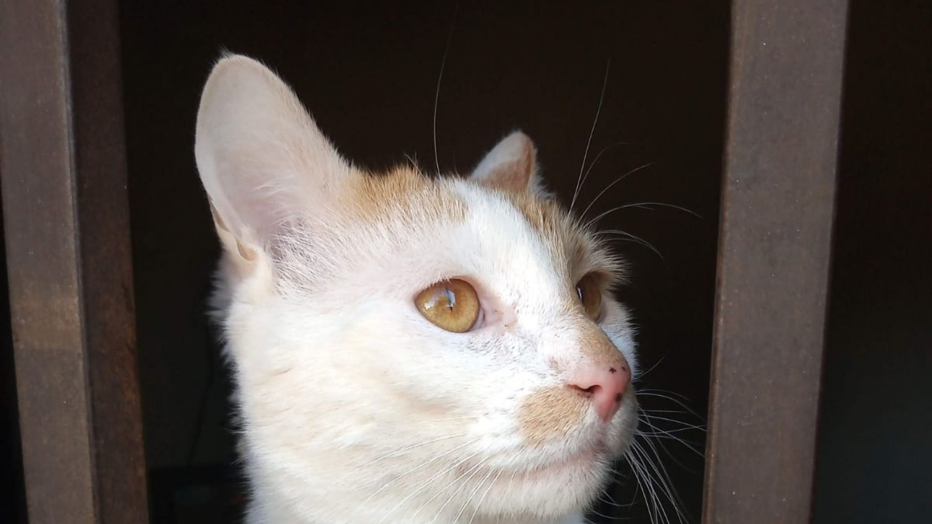 El mundo celebra el Día de los Gatos: una compañía especialmente independiente