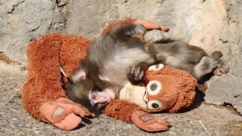 Quién es Punch, el mono que usa un peluche para superar el abandono (videos)