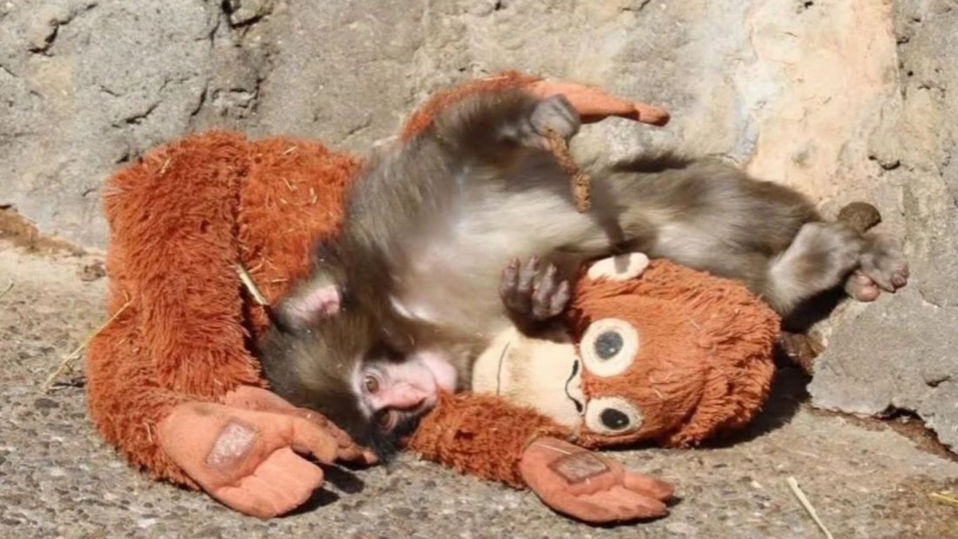 Quién es Punch, el mono que usa un peluche para superar el abandono (videos)