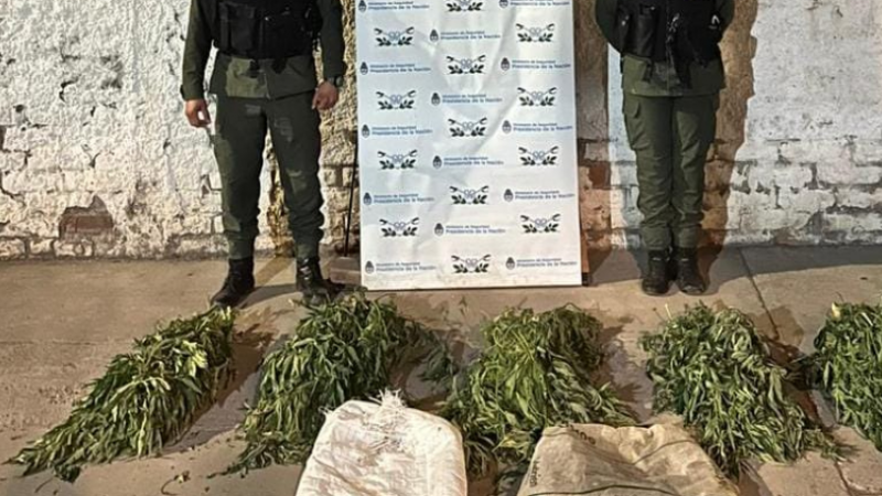 Secuestraron 10 kilos en plantas de marihuana del interior de un vehículo
