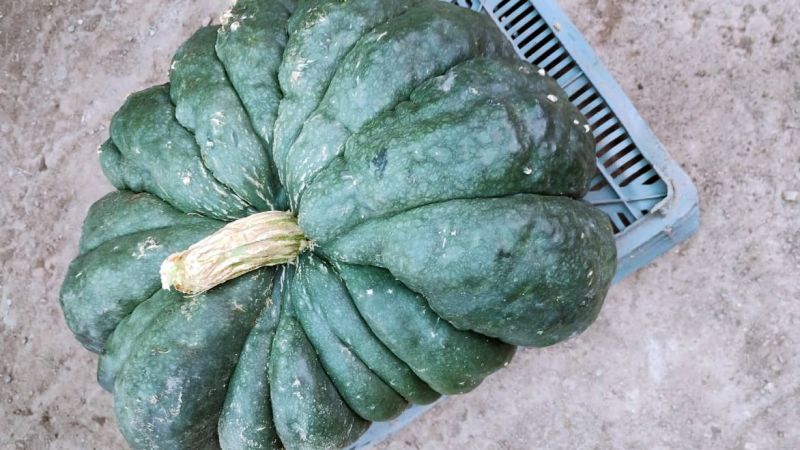 Armaron una huerta y en la primera cosecha obtuvieron un zapallo gigante