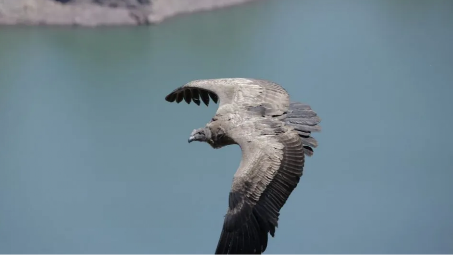 Recomendaciones para la protección del pichón "Llallij" en San Rafael