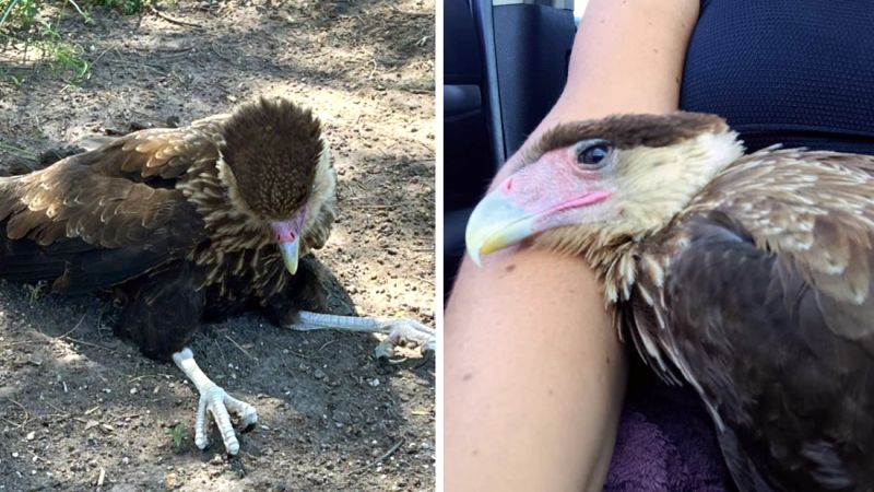 Un veterano de Malvinas rescató a un carancho herido en Monte Comán