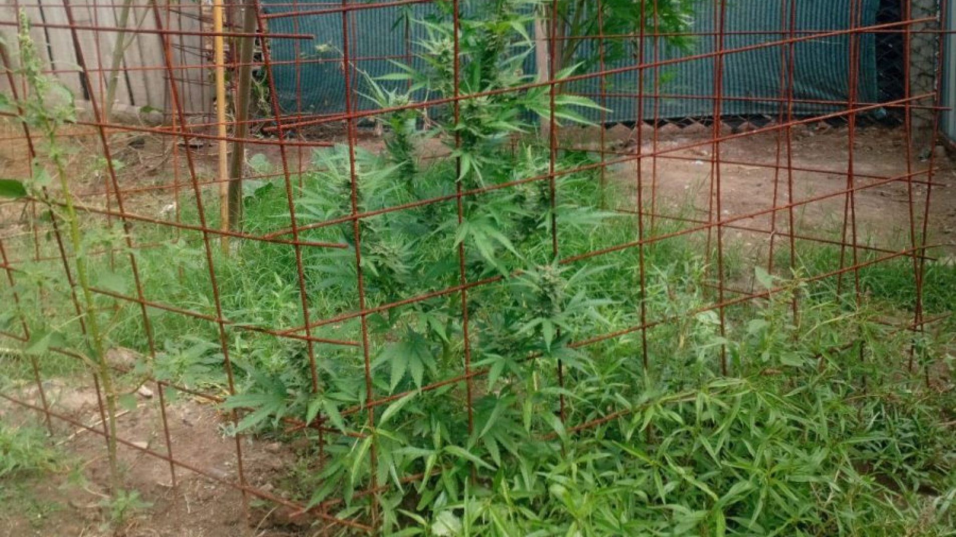 Tiros, detenidos y el secuestro de 55 kilos de marihuana en plantas