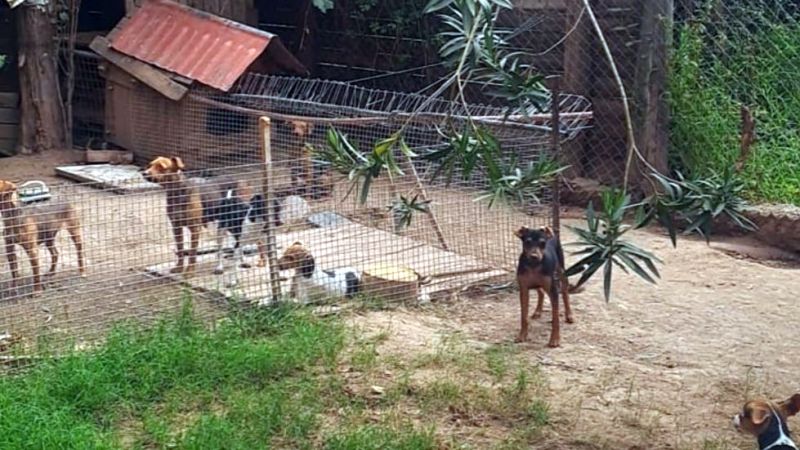 Tras una investigación rescataron 80 perros de un criadero ilegal