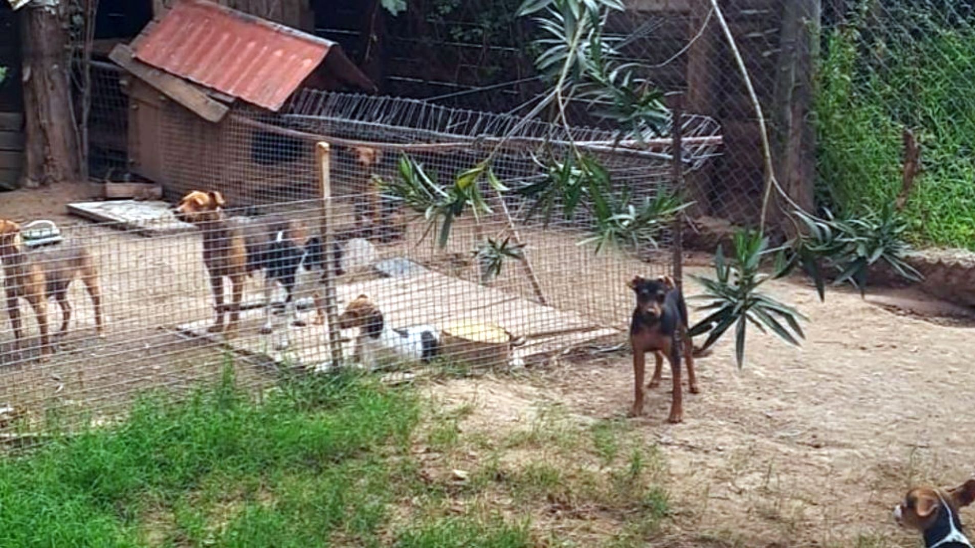 Tras una investigación rescataron 80 perros de un criadero ilegal