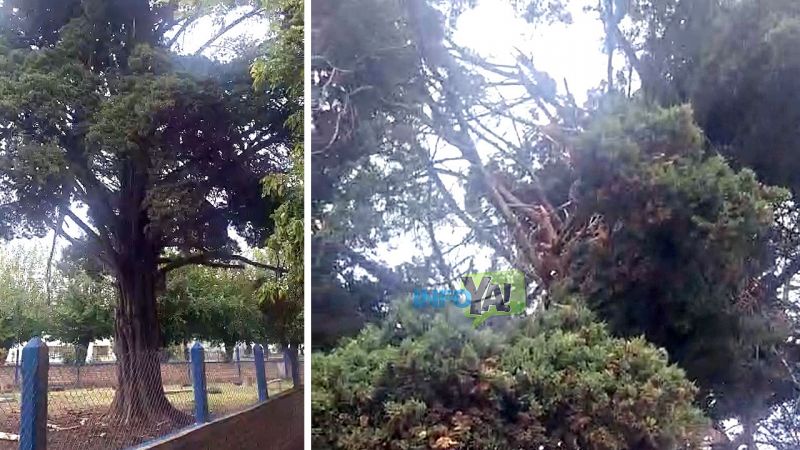 Video: cayó un rayo en un árbol de una escuela en Goudge