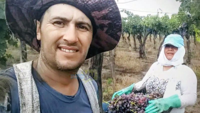 Al no poder contratar cosechadores tuvo que levantar la uva con su esposa